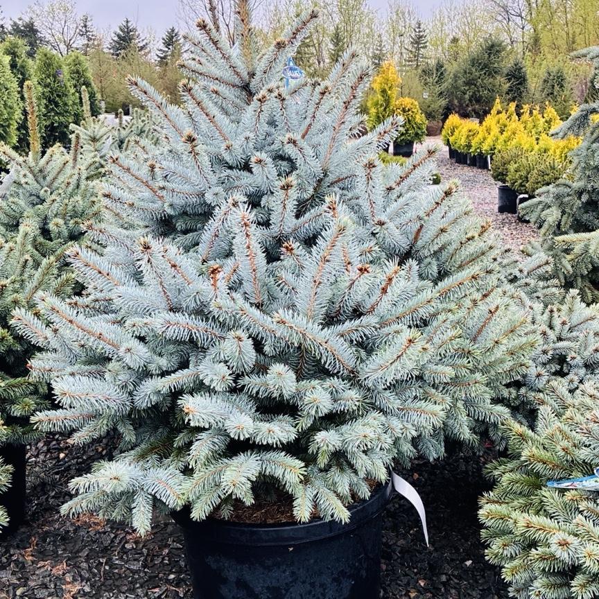 Monty Globe Blue Spruce — Woodbury, MN
