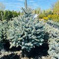 Monty Globe Blue Spruce foliage detail — Bloomington, MN