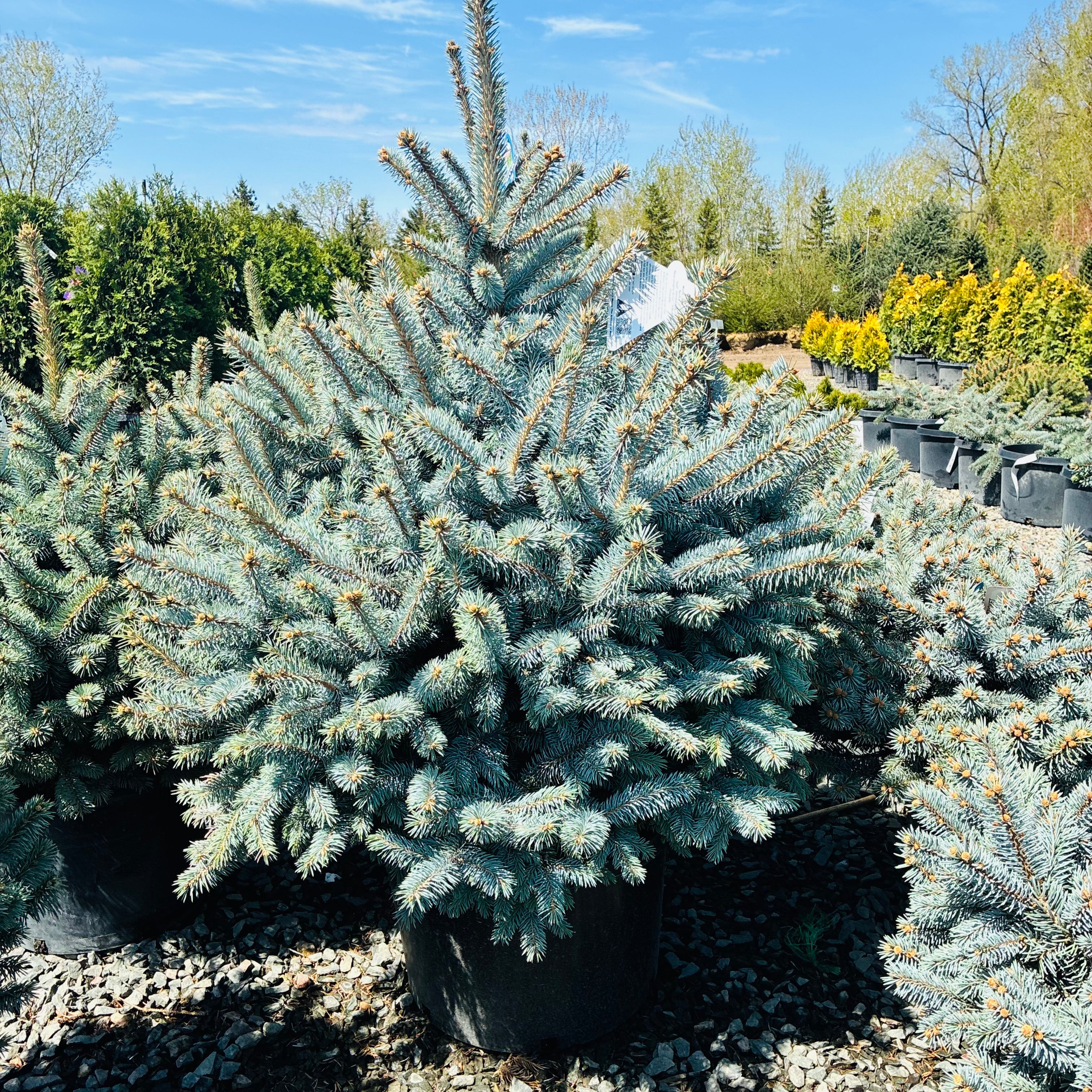 Monty Globe Blue Spruce foliage detail — Bloomington, MN