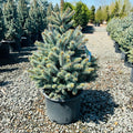 Monty Globe Blue Spruce in nursery container — Maple Grove, MN