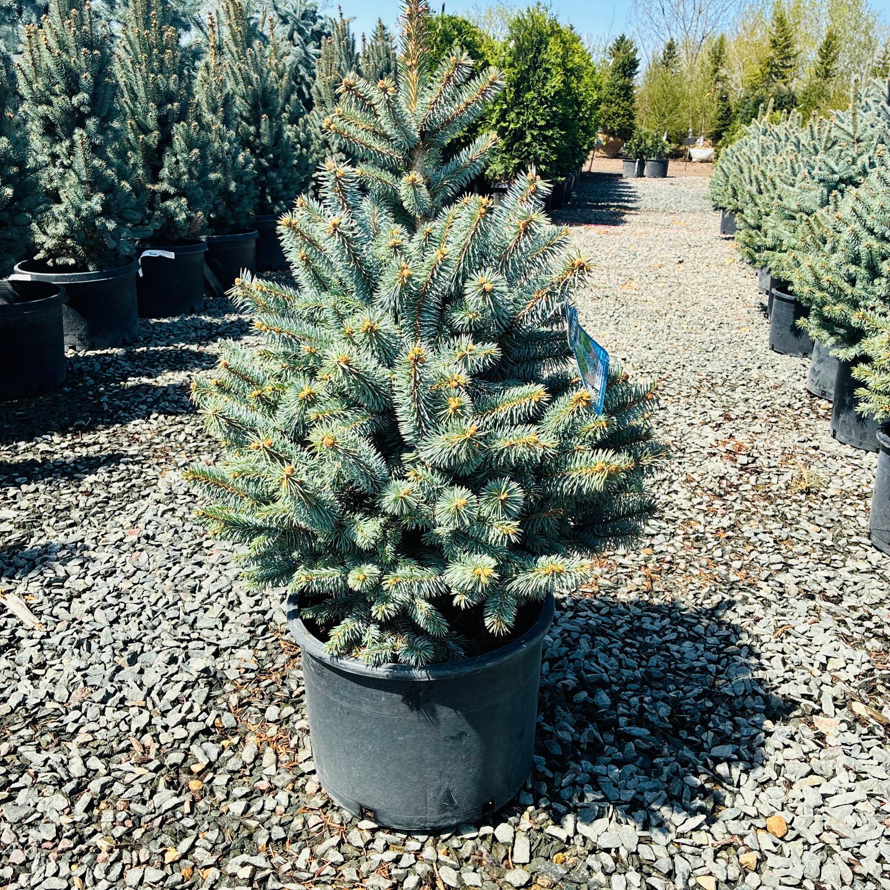 Monty Globe Blue Spruce in nursery container — Maple Grove, MN