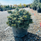Monty Globe Blue Spruce mature growth habit — Plymouth, MN