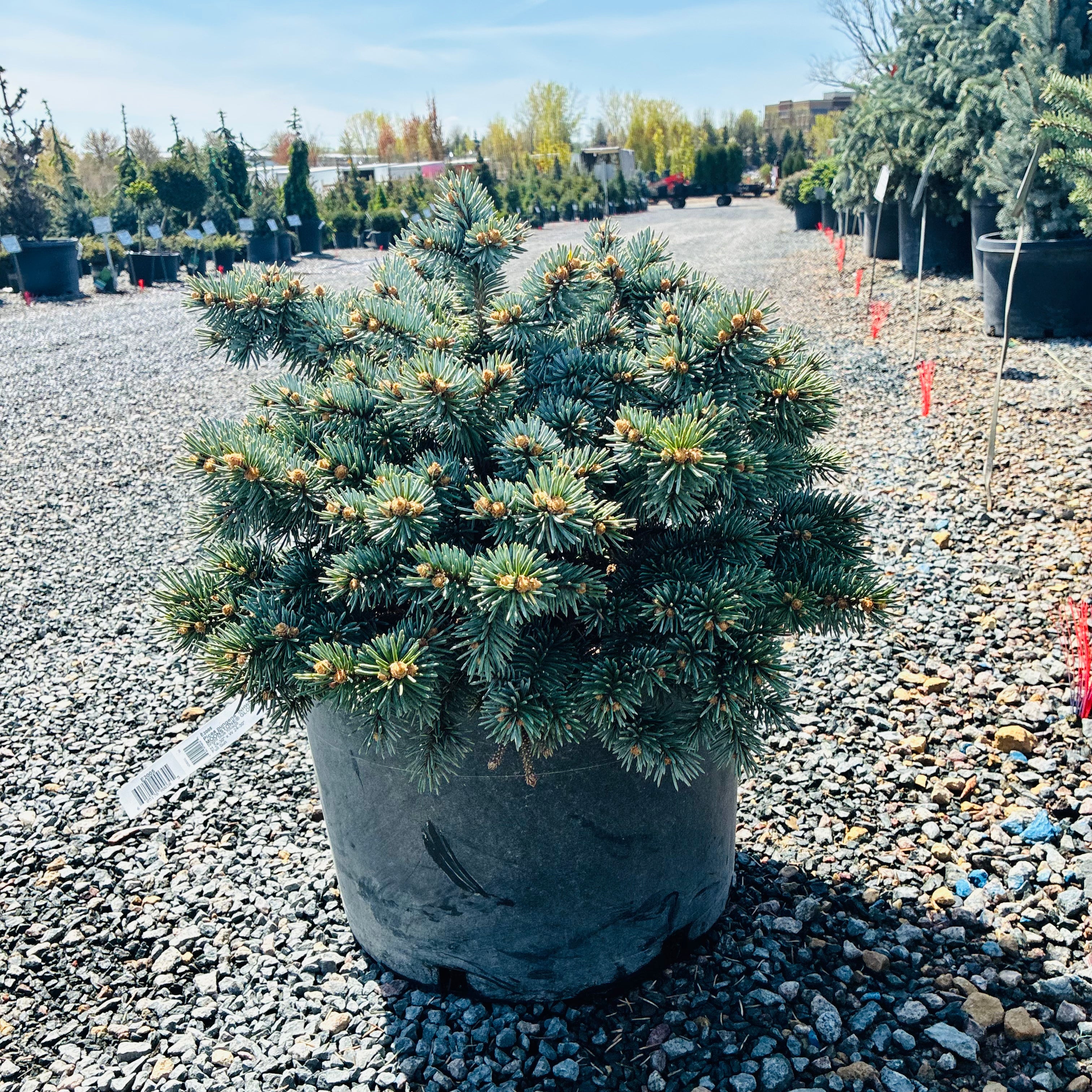 Monty Globe Blue Spruce mature growth habit — Plymouth, MN