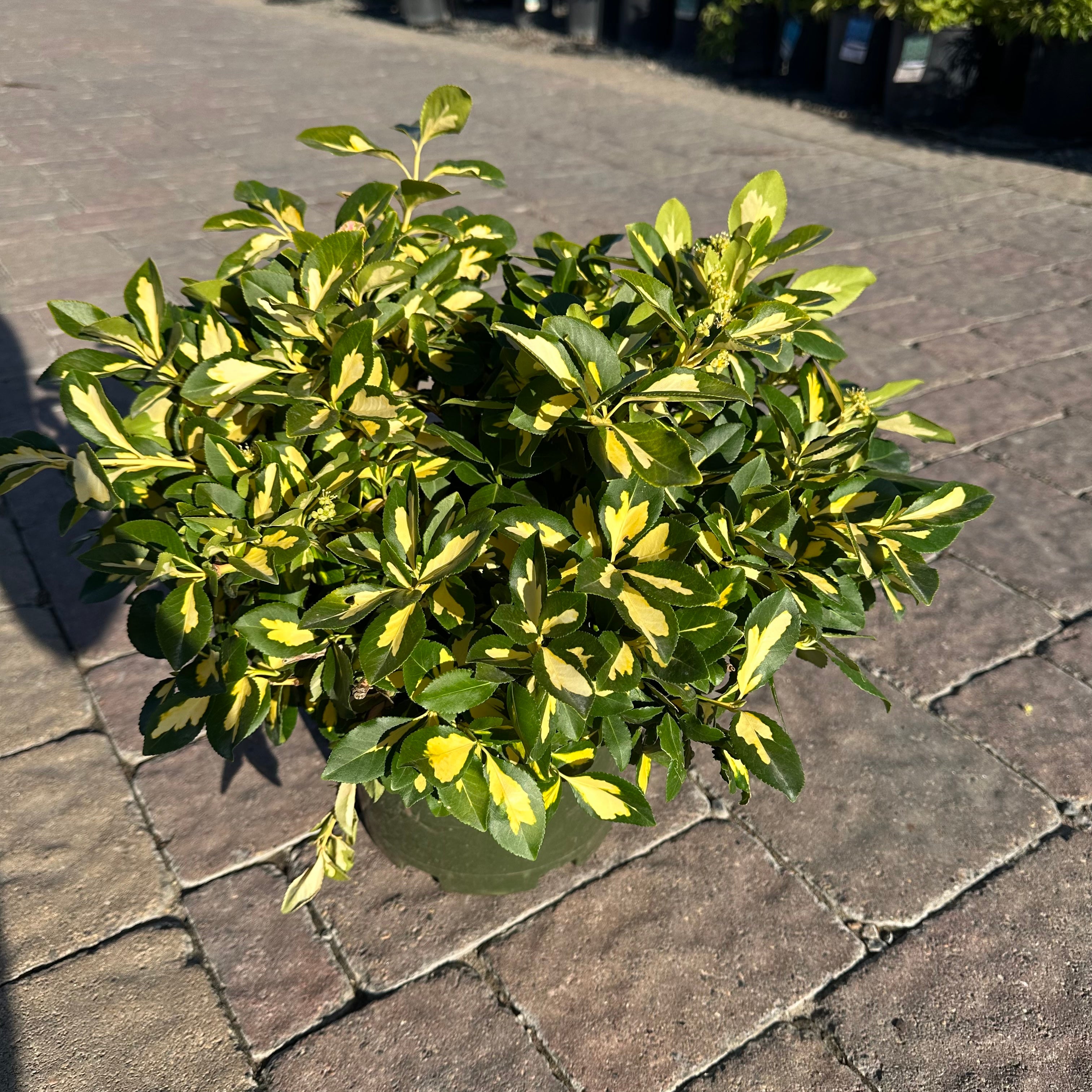 Moonshadow Wintercreeper — Plymouth, MN