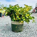 Moonshadow Euonymus (Euonymus fortunei 'Moonshadow') — Twin Cities, MN