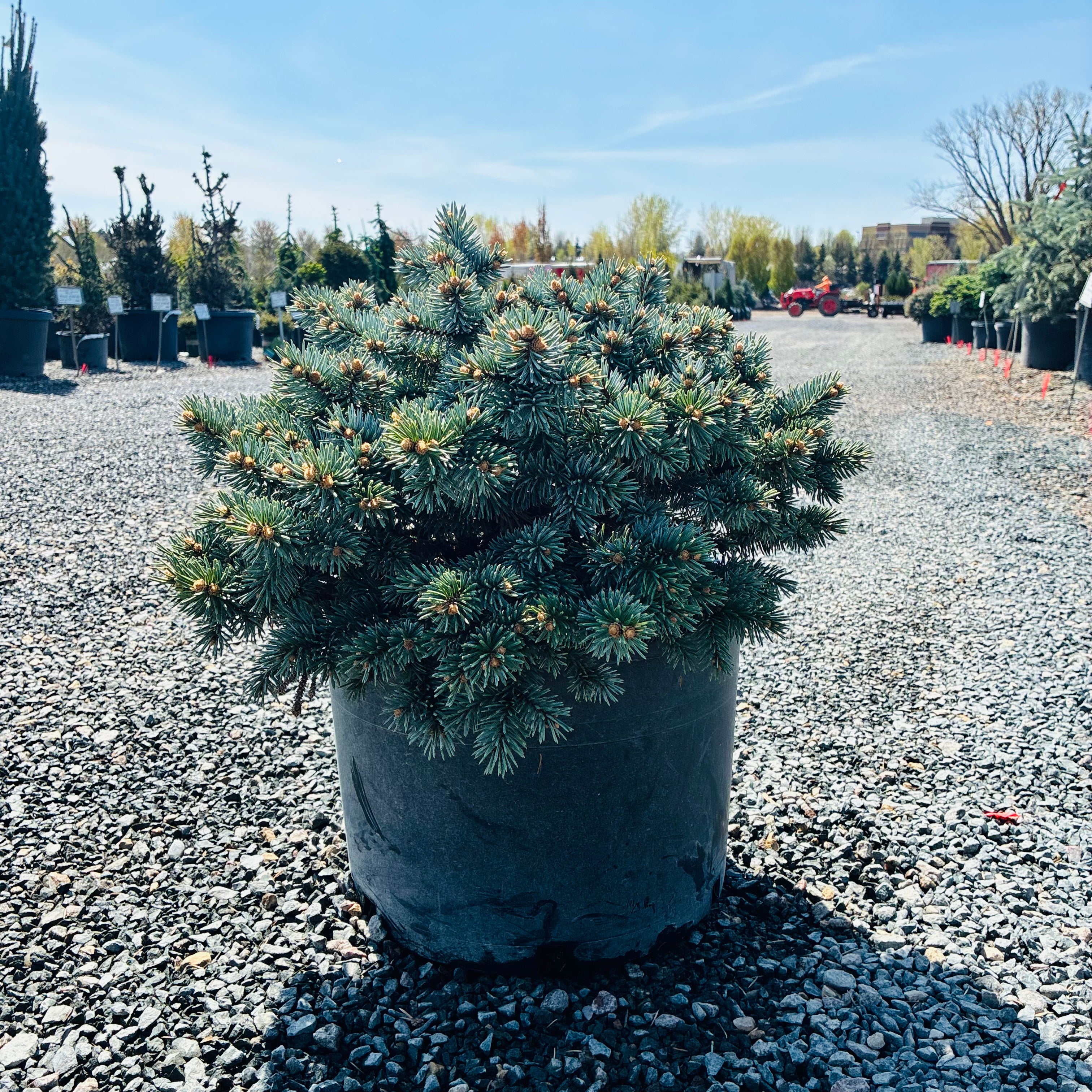 Moonstone Globe Blue Spruce — Maple Grove, MN
