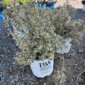 My Monet Weigela (Weigela florida 'My Monet') — St. Paul, MN