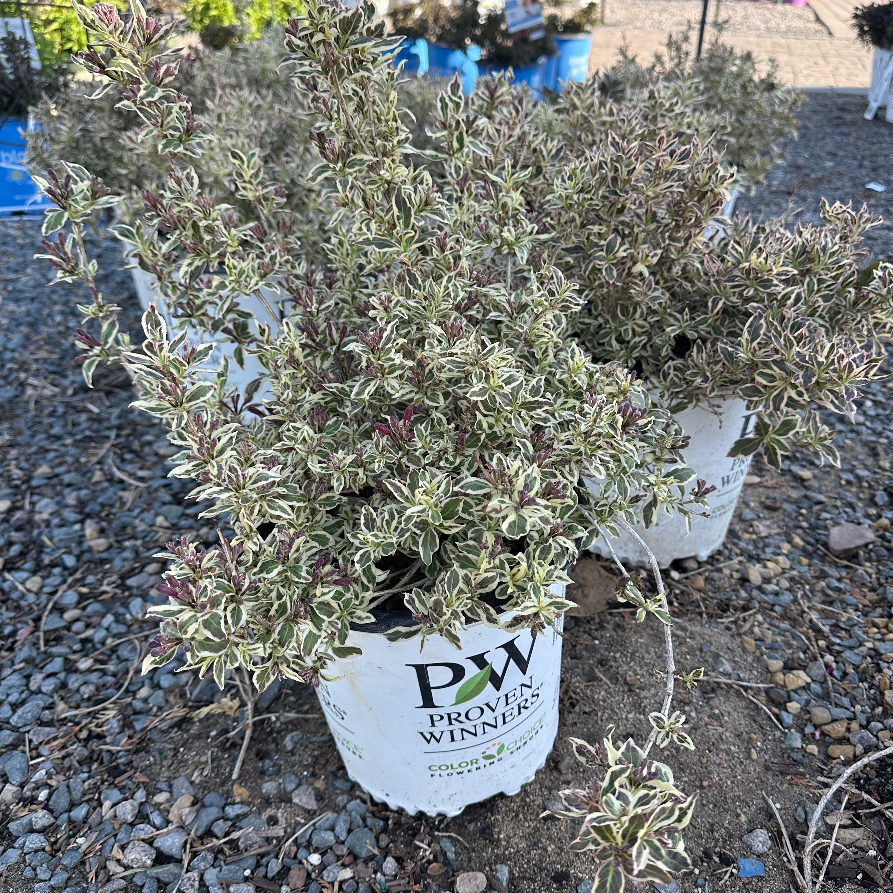 My Monet Weigela (Weigela florida 'My Monet') — St. Paul, MN