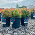 Neon Lash Spirea (Spiraea media 'Neon Lash') — Wayzata, MN