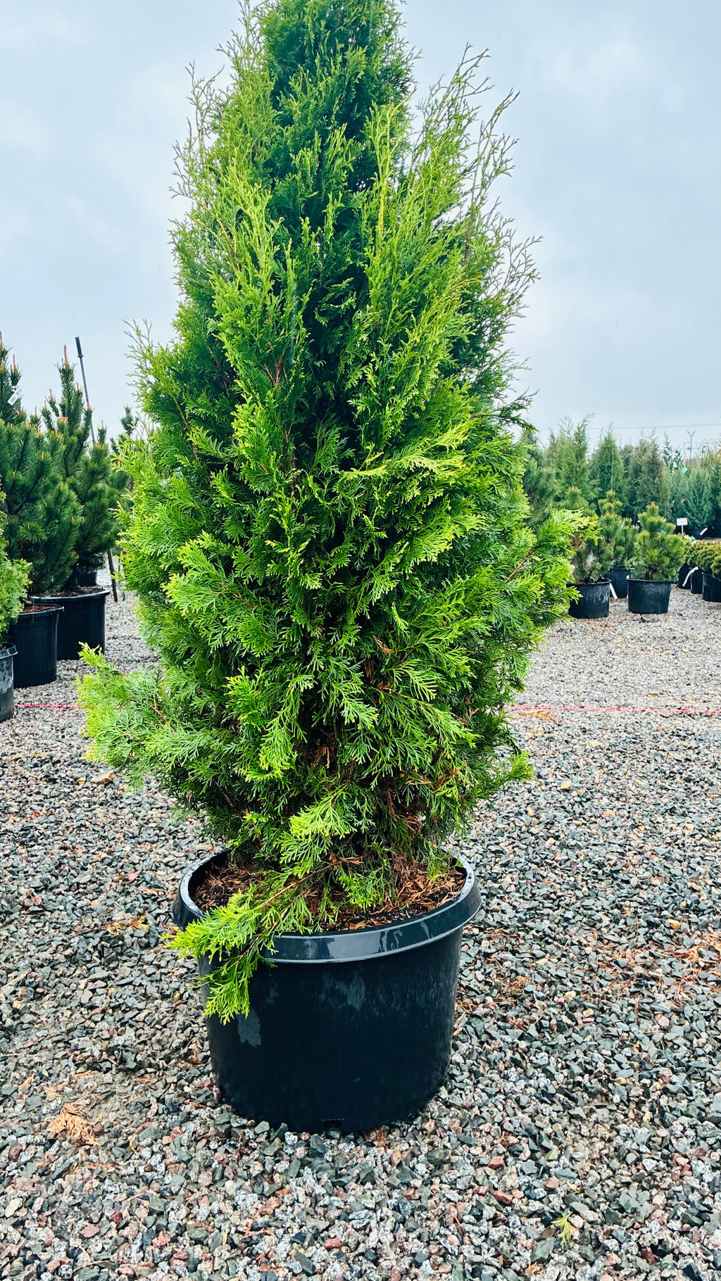 North Pole Arborvitae in landscape setting — Maple Grove, MN