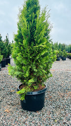 North Pole Arborvitae in landscape setting — Maple Grove, MN