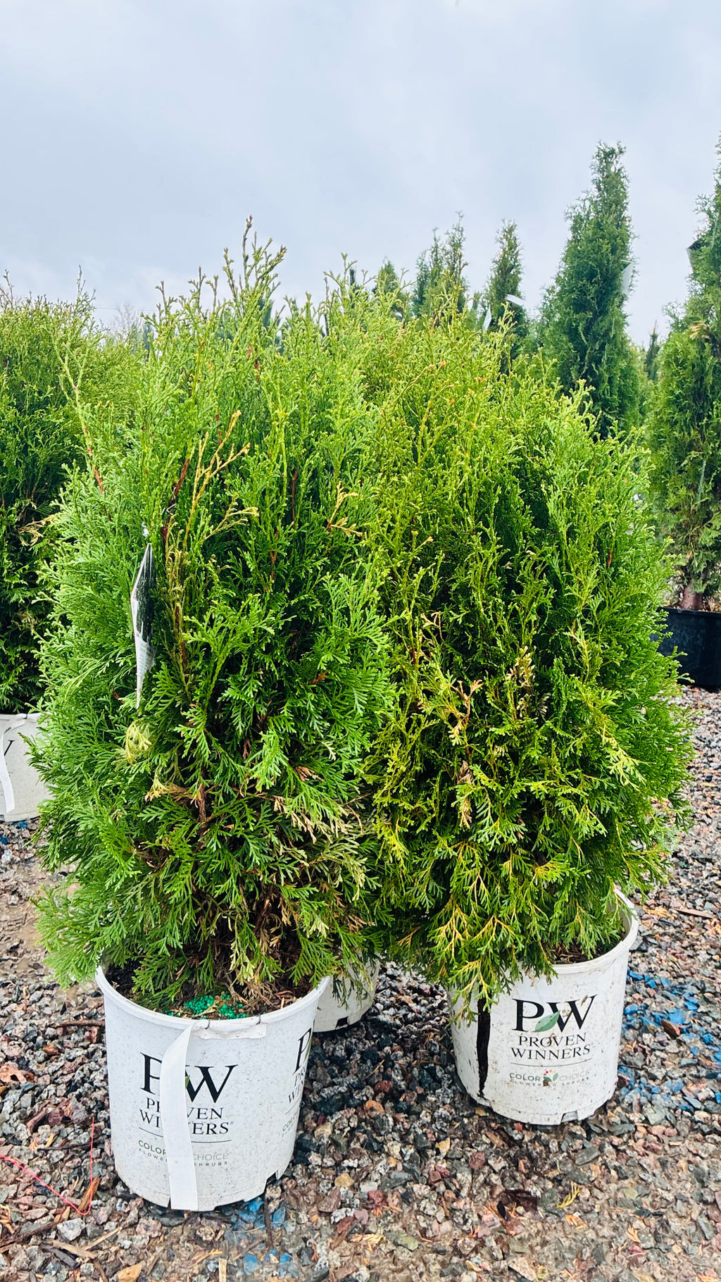 North Pole Arborvitae foliage detail — Eden Prairie, MN