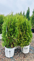 North Pole Arborvitae foliage detail — Eden Prairie, MN