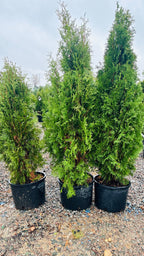 North Pole Arborvitae mature growth habit — Woodbury, MN