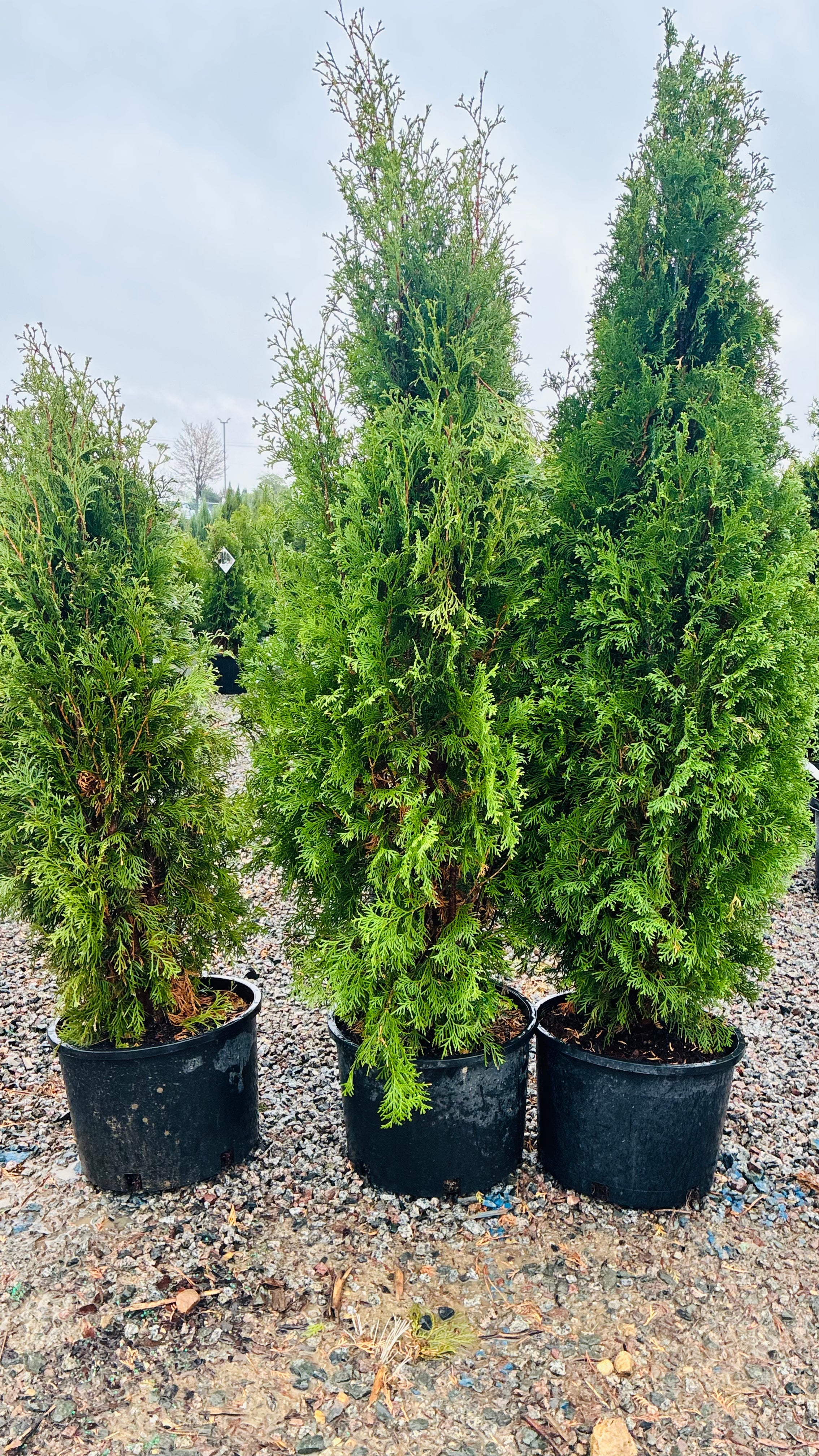 North Pole Arborvitae mature growth habit — Woodbury, MN