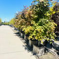 North Wind Maple in nursery container — Minneapolis, MN