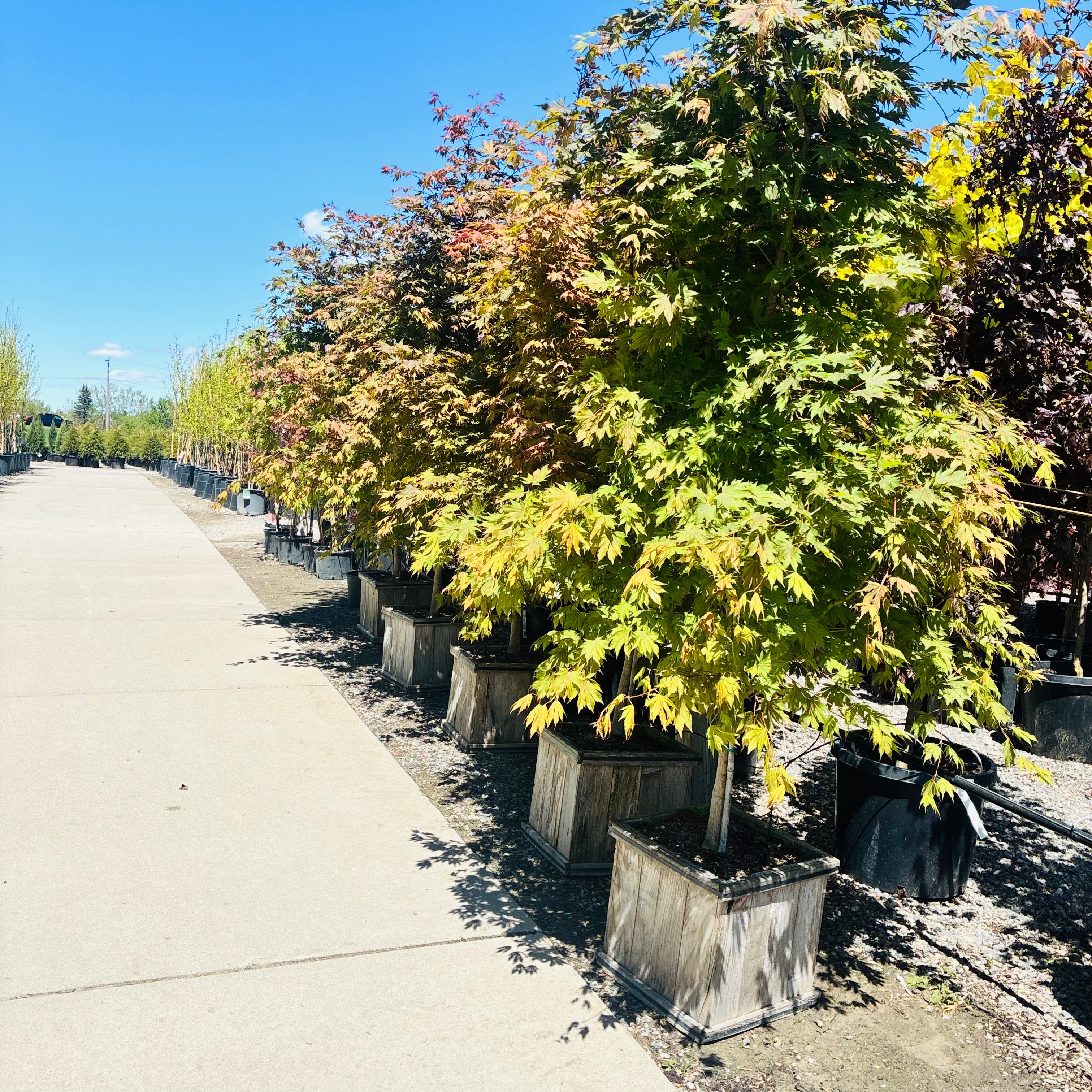 North Wind Maple in nursery container — Minneapolis, MN