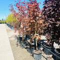 North Wind Maple — Twin Cities, MN