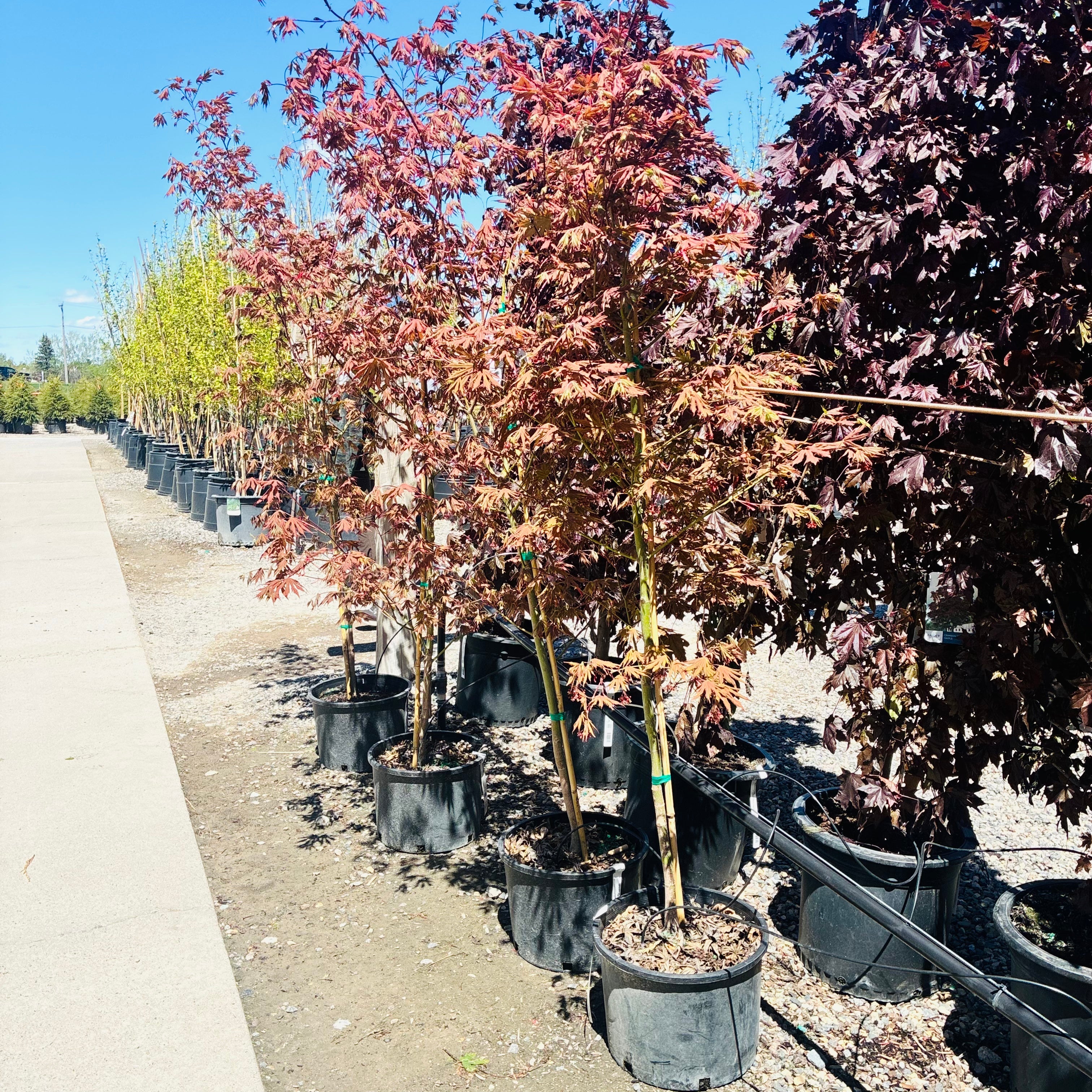 North Wind Maple — Twin Cities, MN