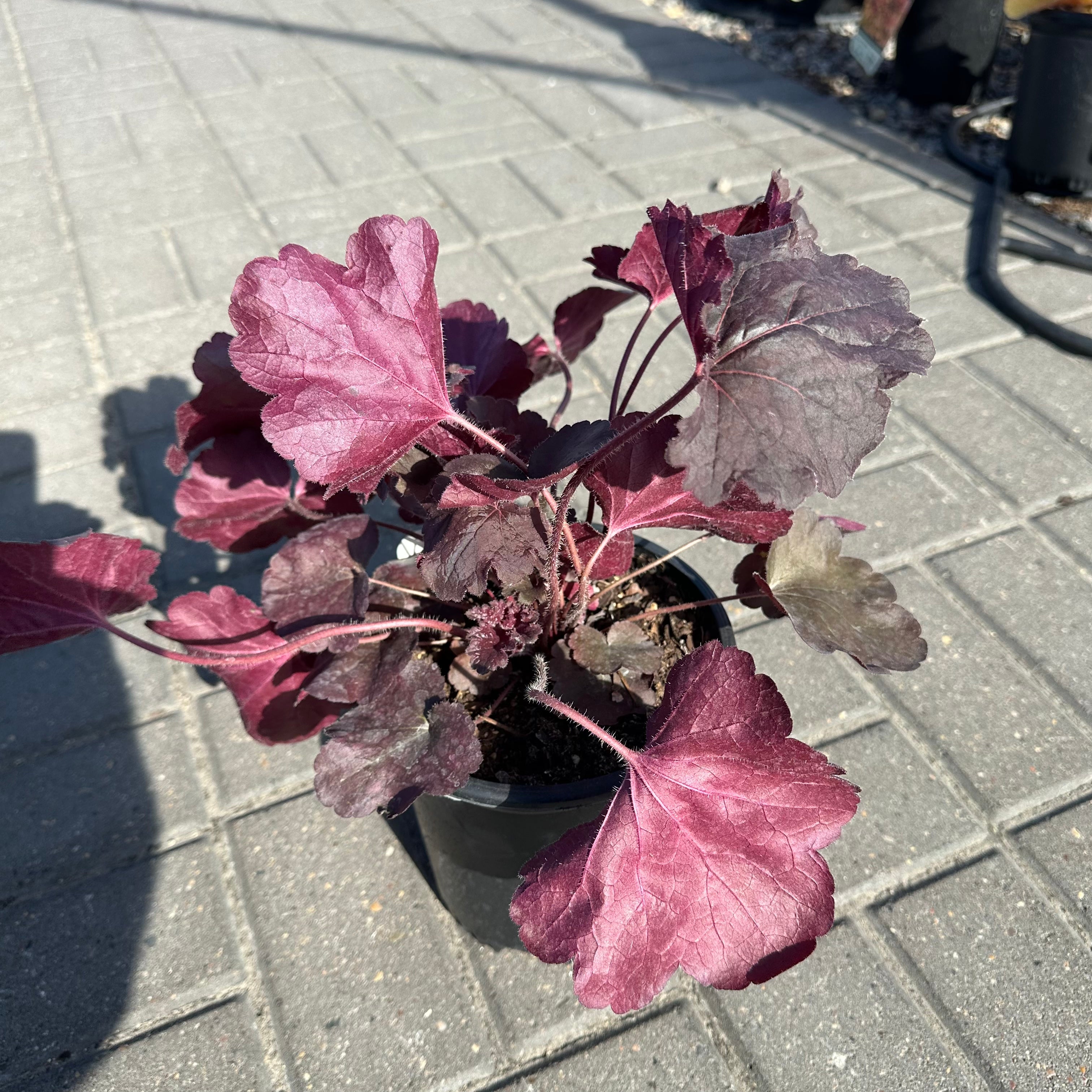 Northern Exposure Black Coral Bells (Heuchera 'Northern Exposure Black') — Minneapolis, MN