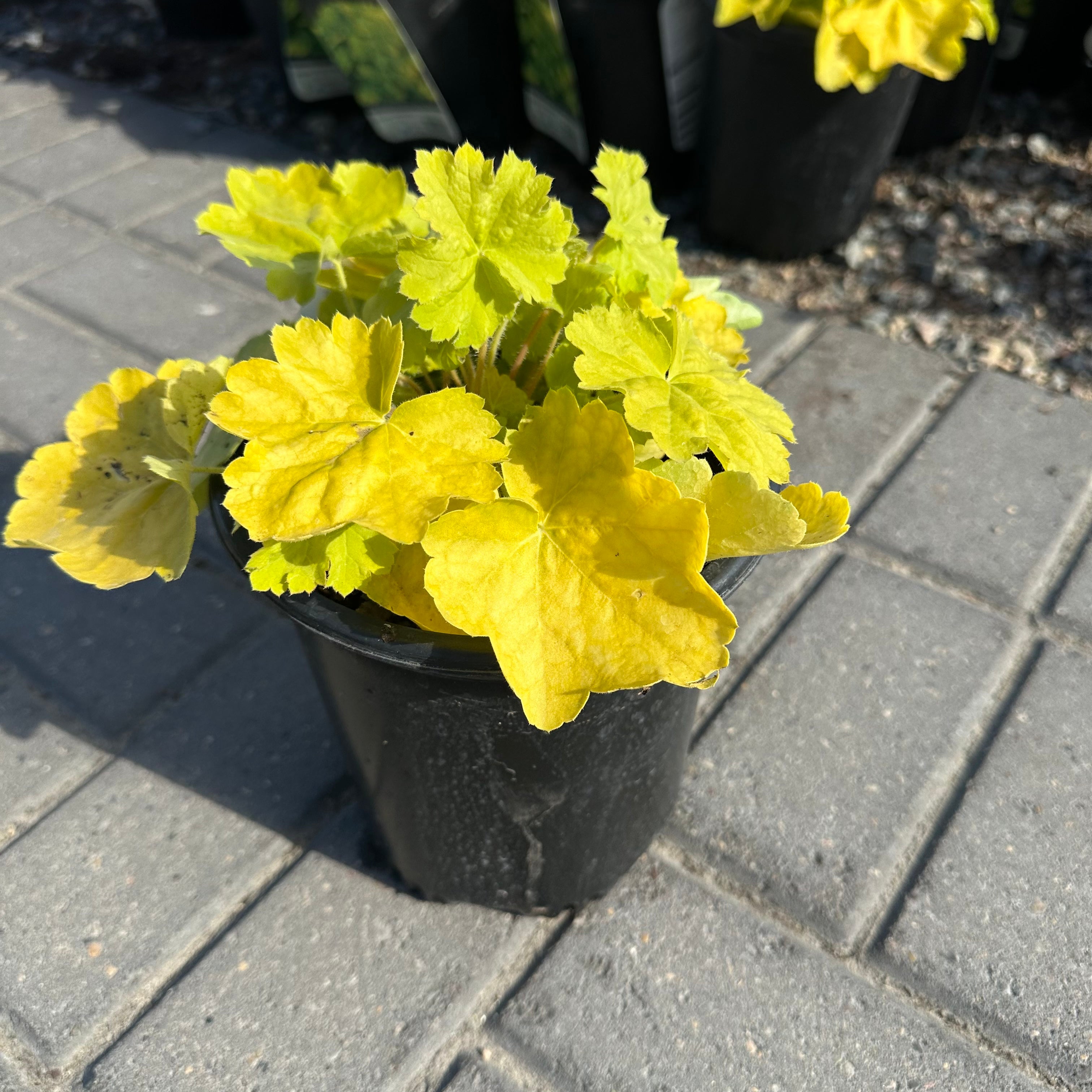 Northern Exposure Lime Coral Bells (Heuchera 'Northern Exposure Lime') — Plymouth, MN