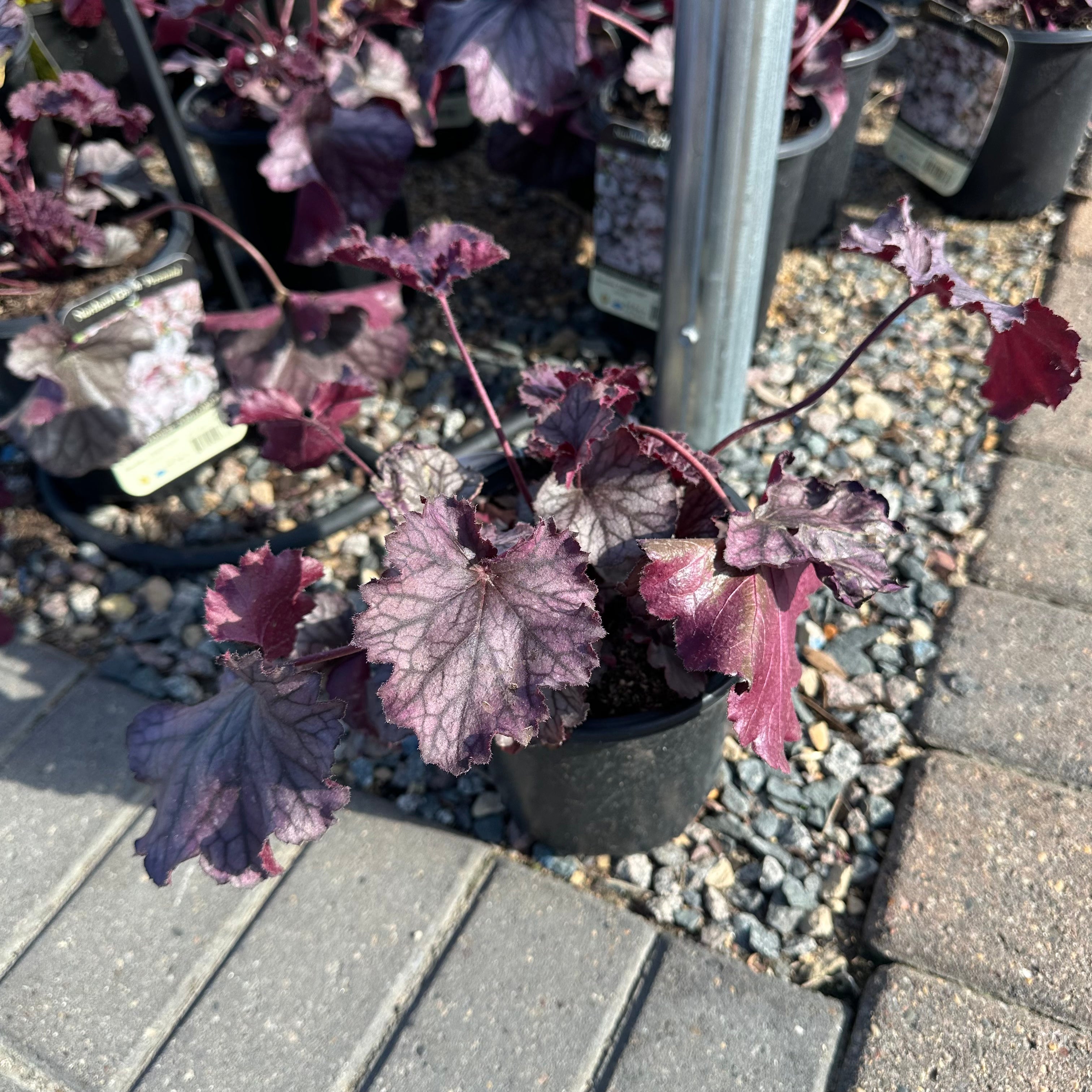 Northern Exposure Purple Coral Bells (Heuchera 'Northern Exposure Purple') — Bloomington, MN
