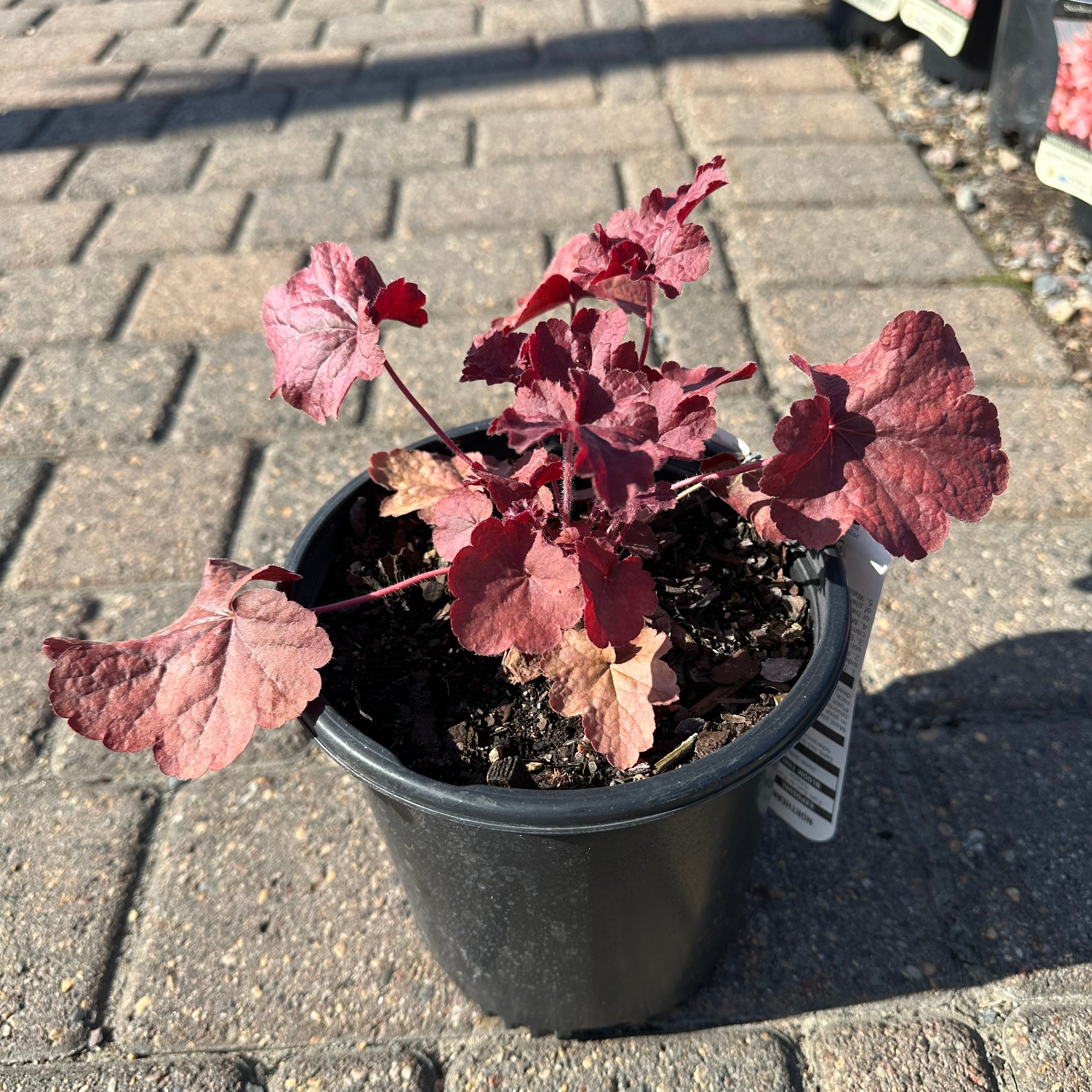 Northern Exposure Red Coral Bells (Heuchera 'Northern Exposure Red') — Bloomington, MN