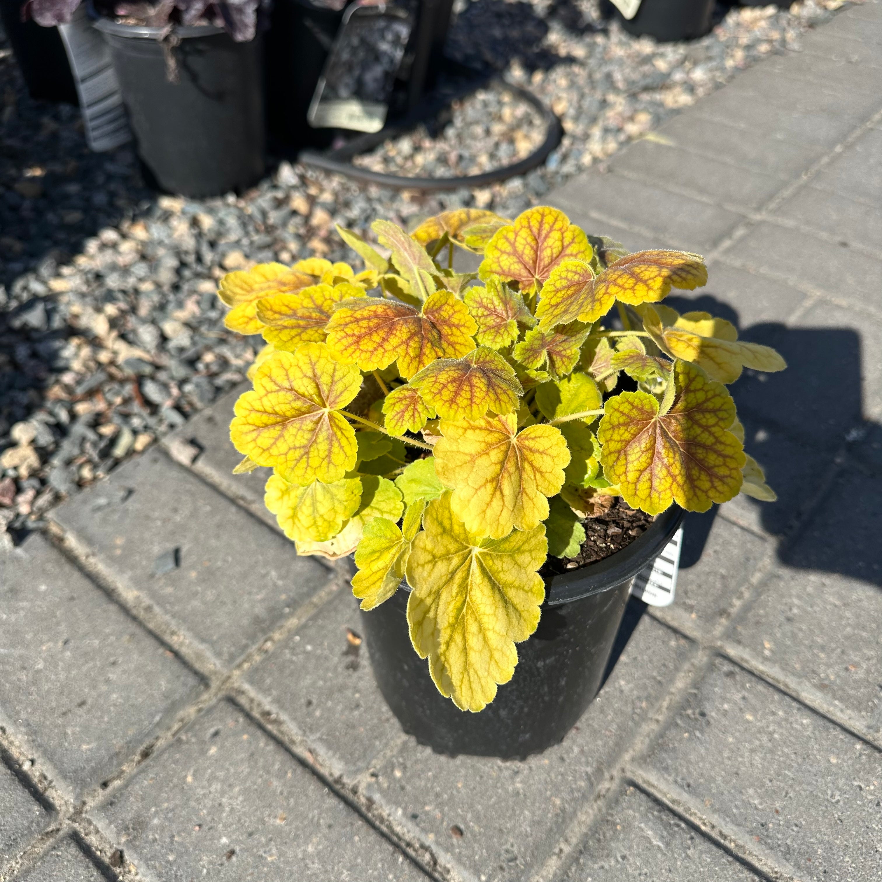 Northern Exposure Sienna Coral Bells (Heuchera 'Northern Exposure Sienna') — Minneapolis, MN