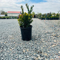 Northern Charm Boxwood (Buxus 'Northern Charm') — Minneapolis, MN
