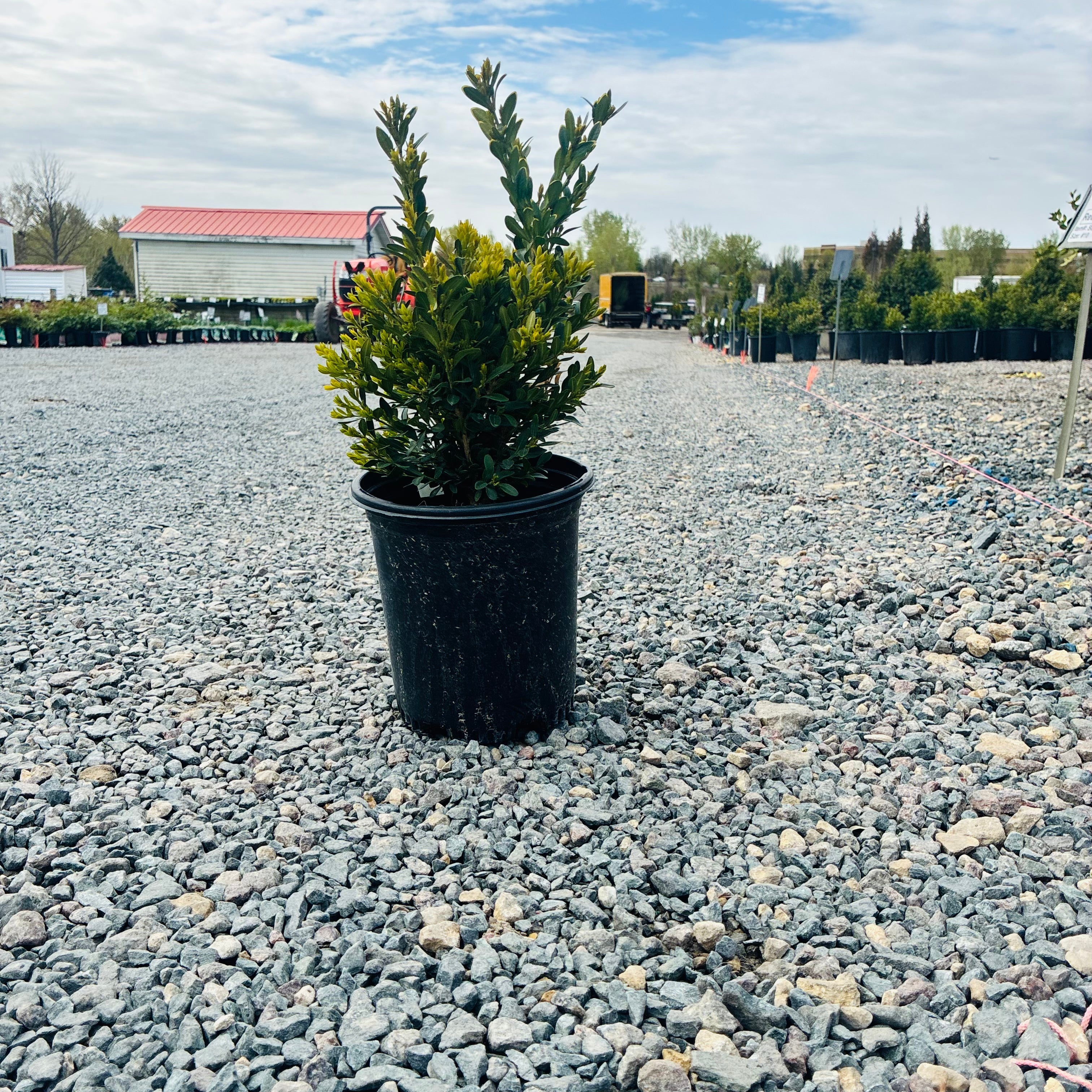 Northern Charm Boxwood (Buxus 'Northern Charm') — Minneapolis, MN