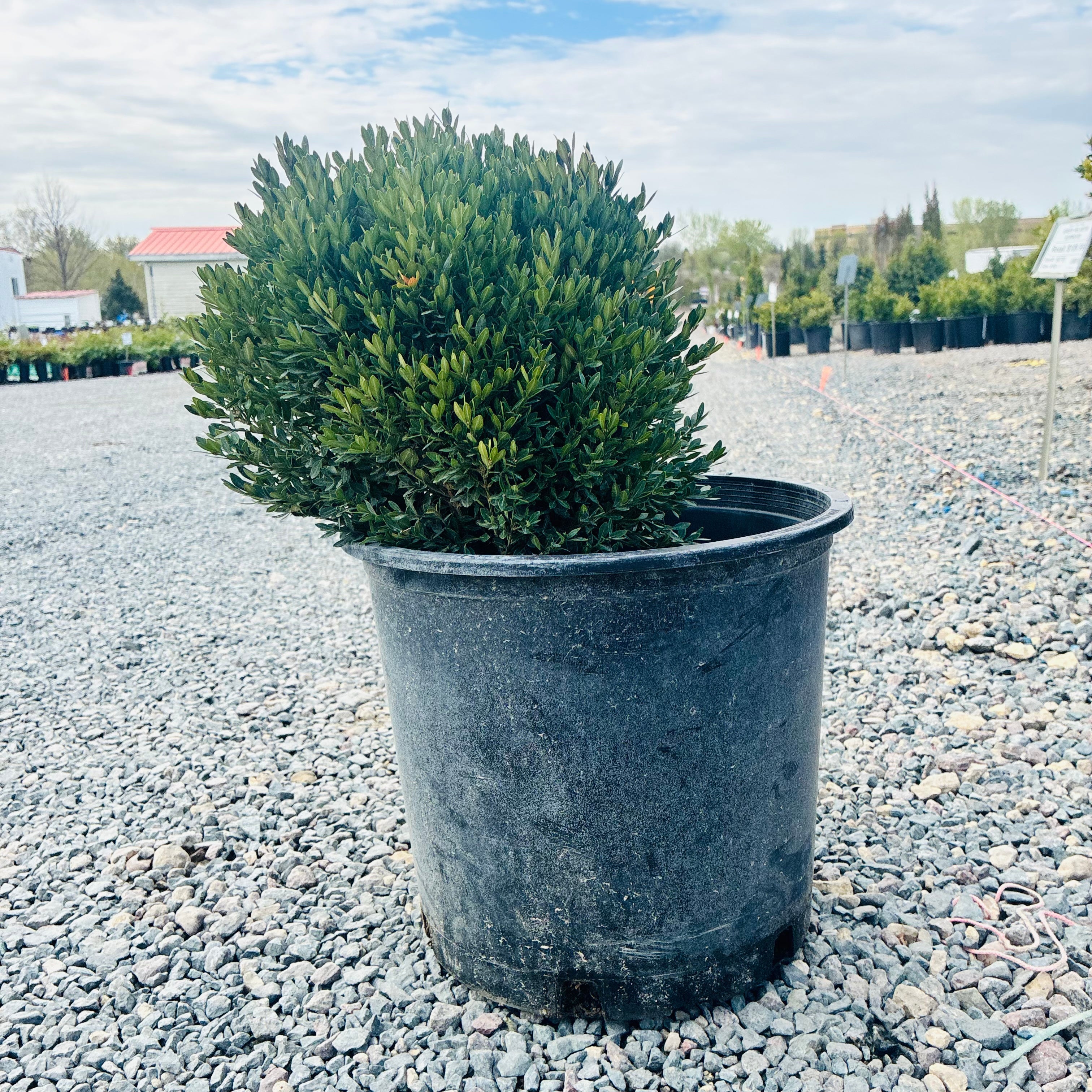 Northern Charm Boxwood (Buxus 'Northern Charm') foliage detail — Edina, MN