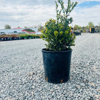 Northern Charm Boxwood (Buxus 'Northern Charm') in nursery container — St. Paul, MN