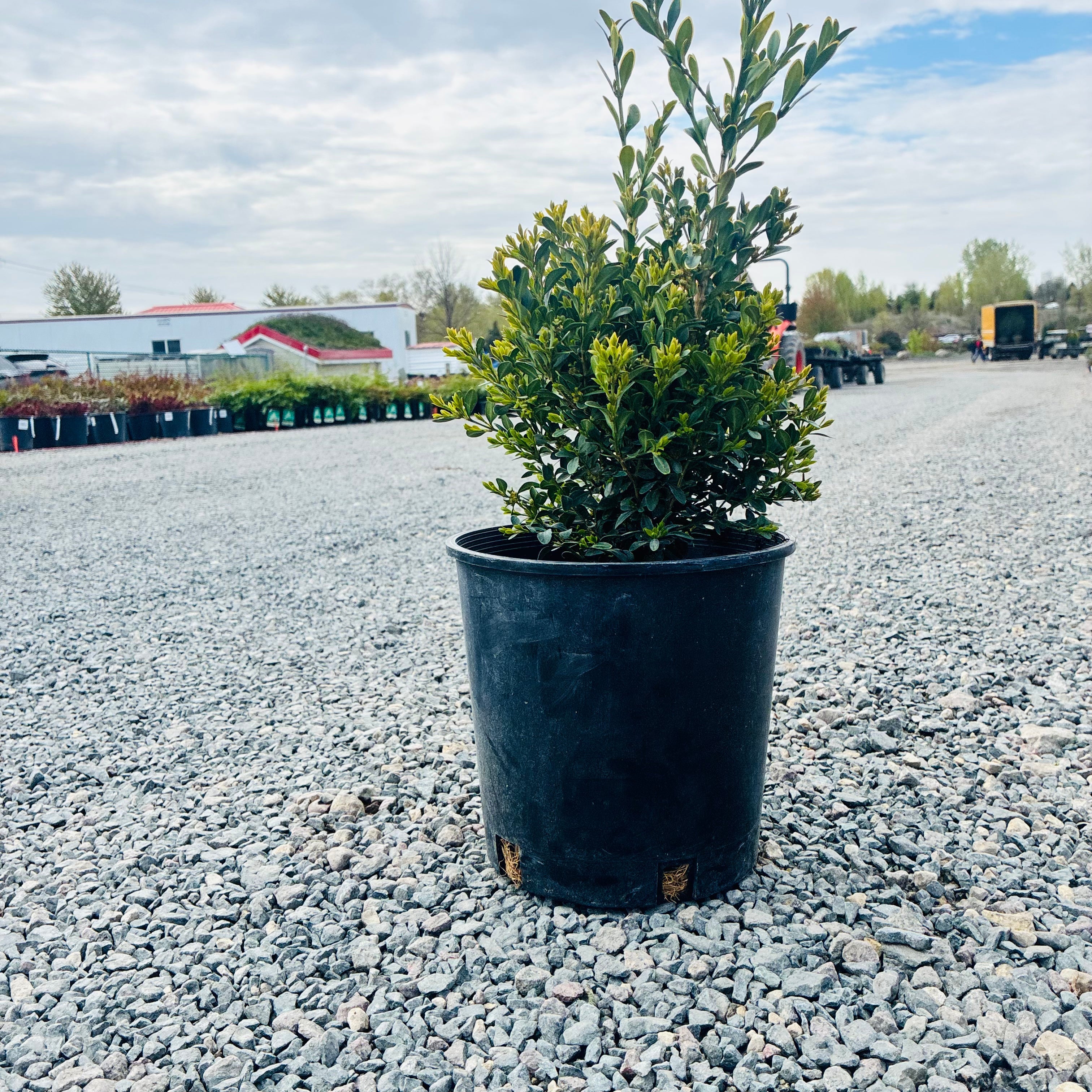 Northern Charm Boxwood (Buxus 'Northern Charm') in nursery container — St. Paul, MN