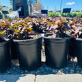 Nova Cherry Fizz Sedum — Edina, MN