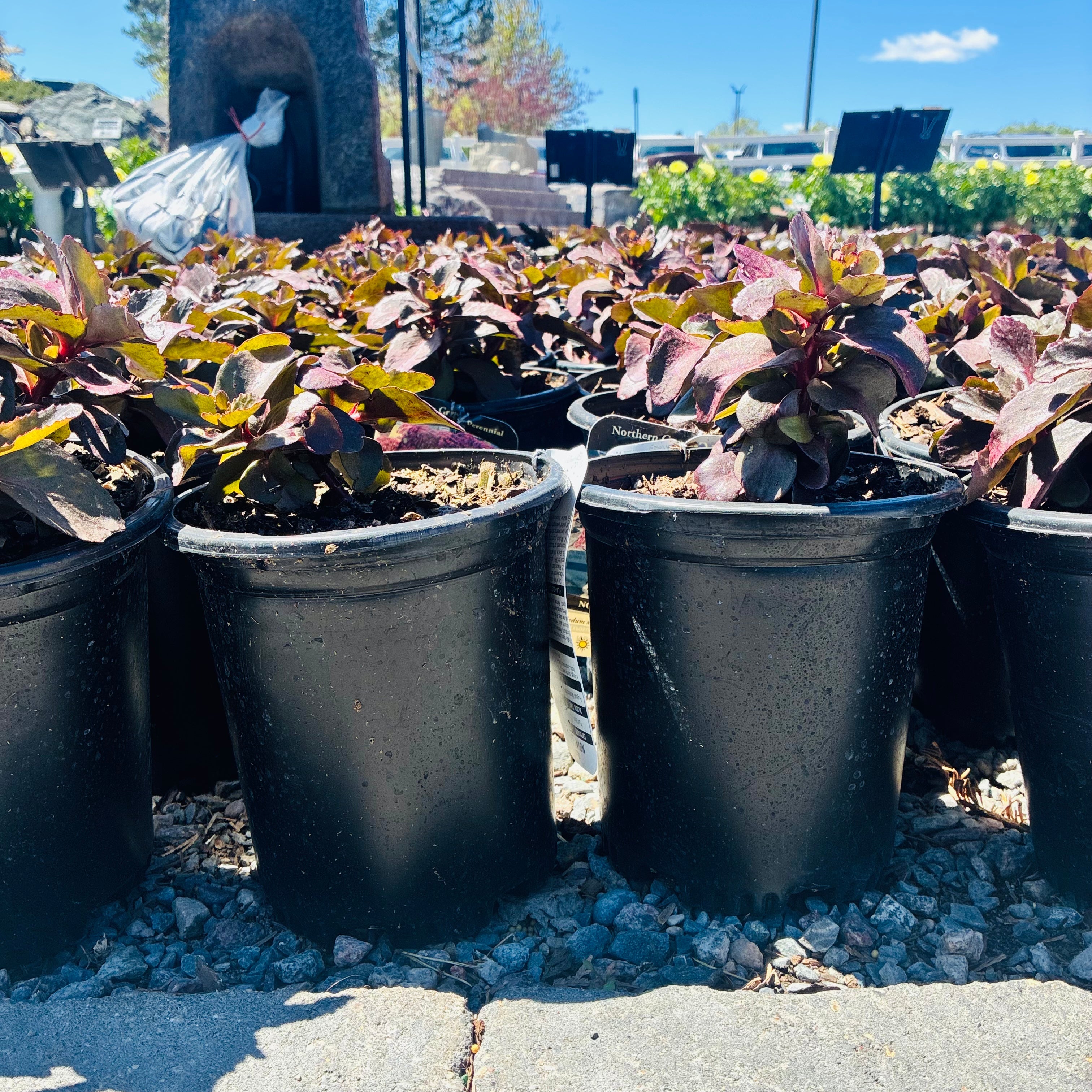 Nova Cherry Fizz Sedum — Edina, MN