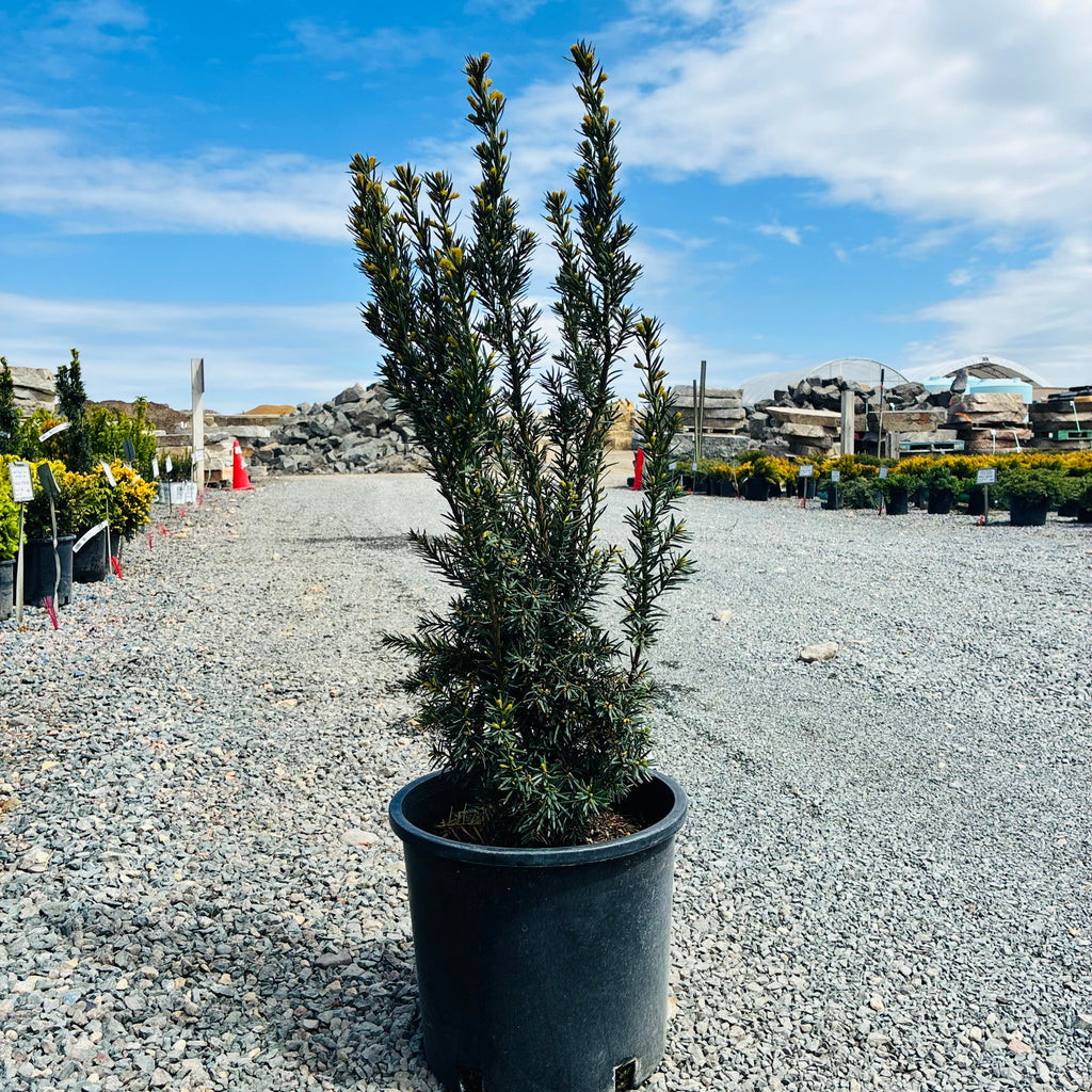 Nova Japanese Yew (Taxus cuspidata 'Nova') — Eden Prairie, MN