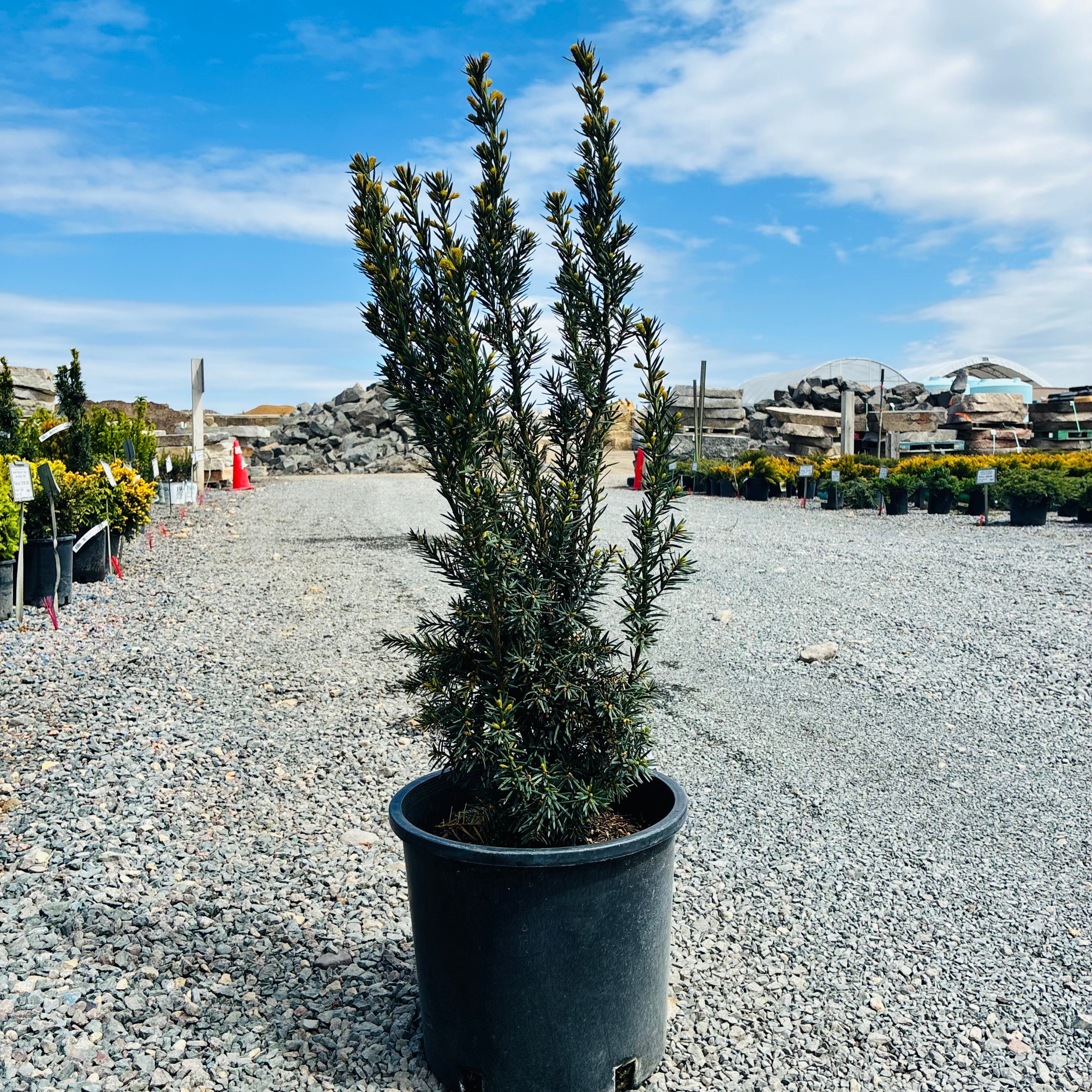Nova Japanese Yew (Taxus cuspidata 'Nova') — Eden Prairie, MN