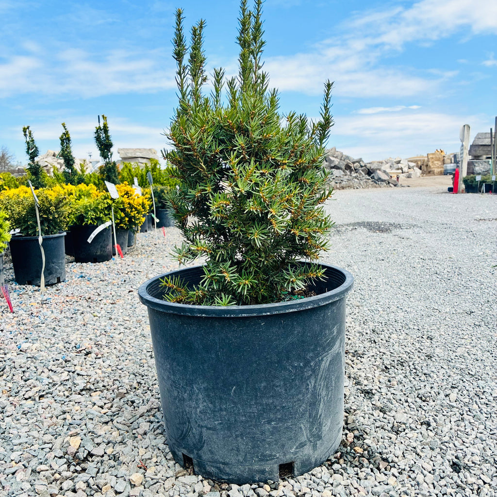 Nova Japanese Yew (Taxus cuspidata 'Nova') in nursery container — Woodbury, MN