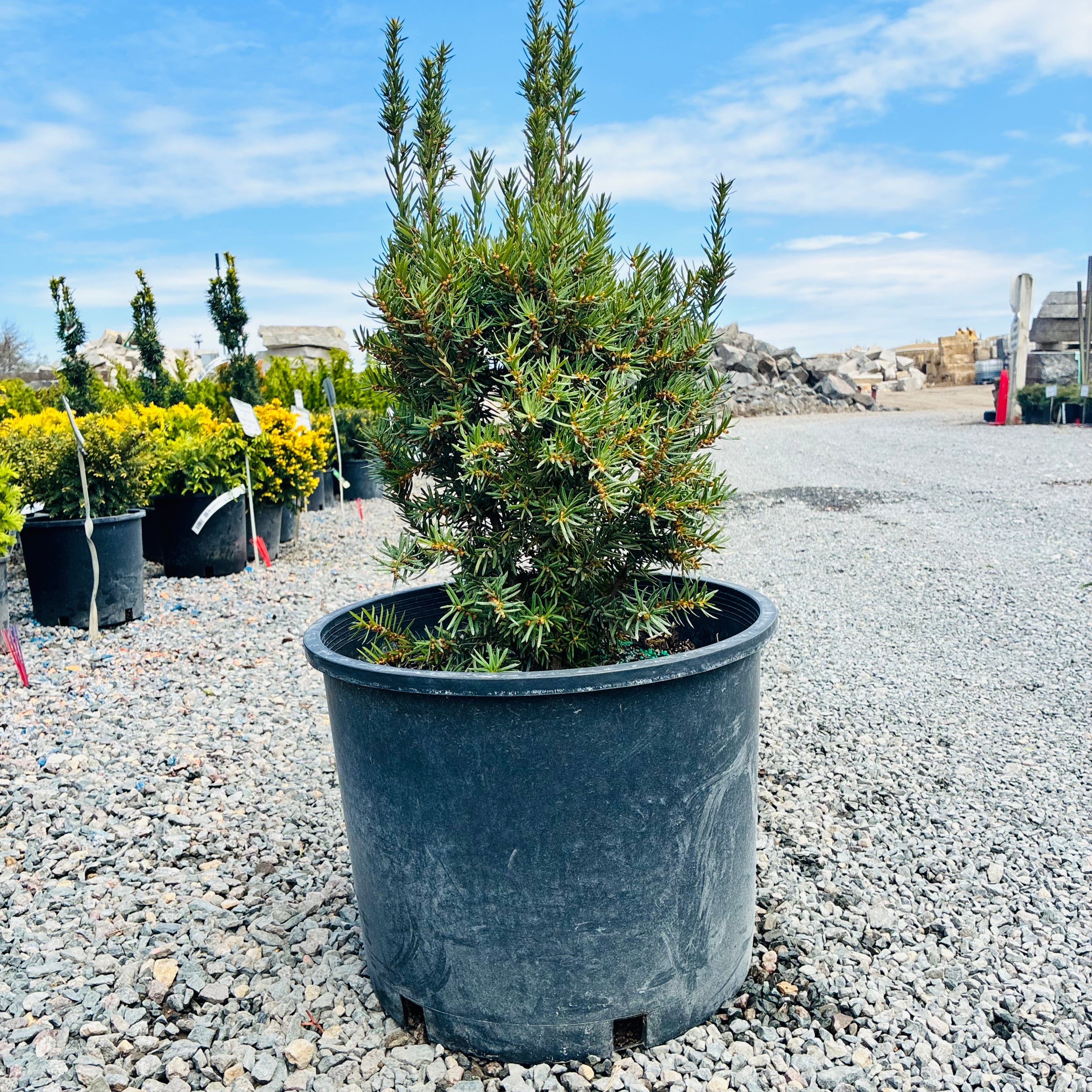 Nova Japanese Yew (Taxus cuspidata 'Nova') in nursery container — Woodbury, MN