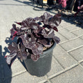 Obsidian Coral Bells (Heuchera 'Obsidian') — Edina, MN
