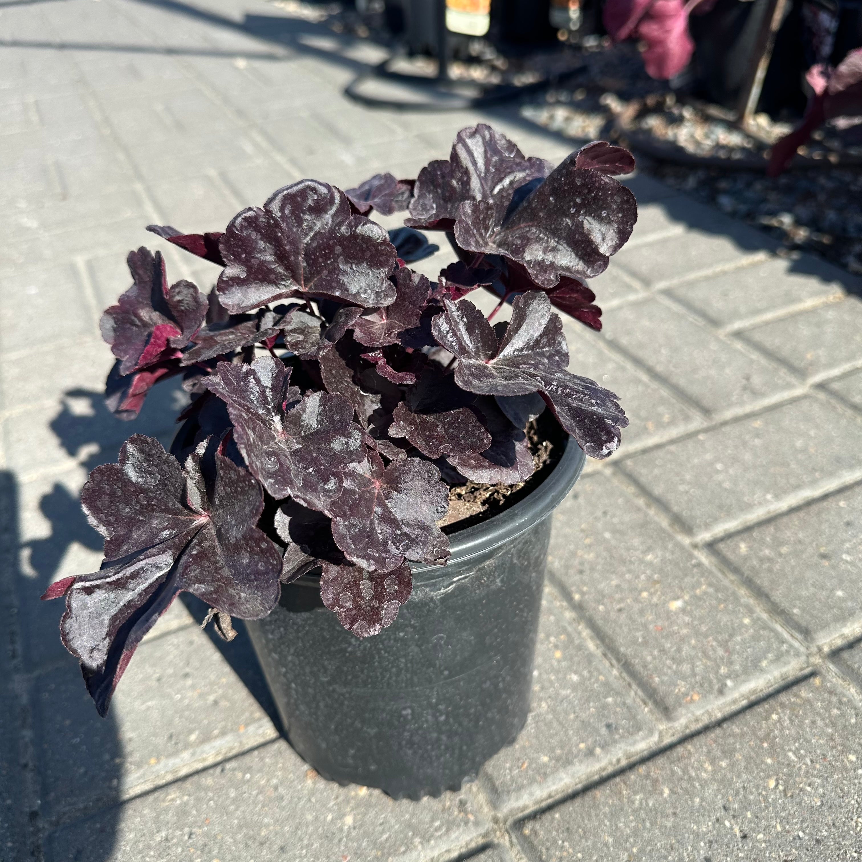 Obsidian Coral Bells (Heuchera 'Obsidian') — Edina, MN