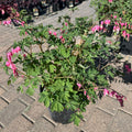 Old Fashioned Bleeding Heart (Dicentra 'Old Fashioned') — Maple Grove, MN