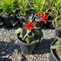 Orange Gnome Maltese Cross (Lychnis chalcedonica 'Orange Gnome') — Minneapolis, MN