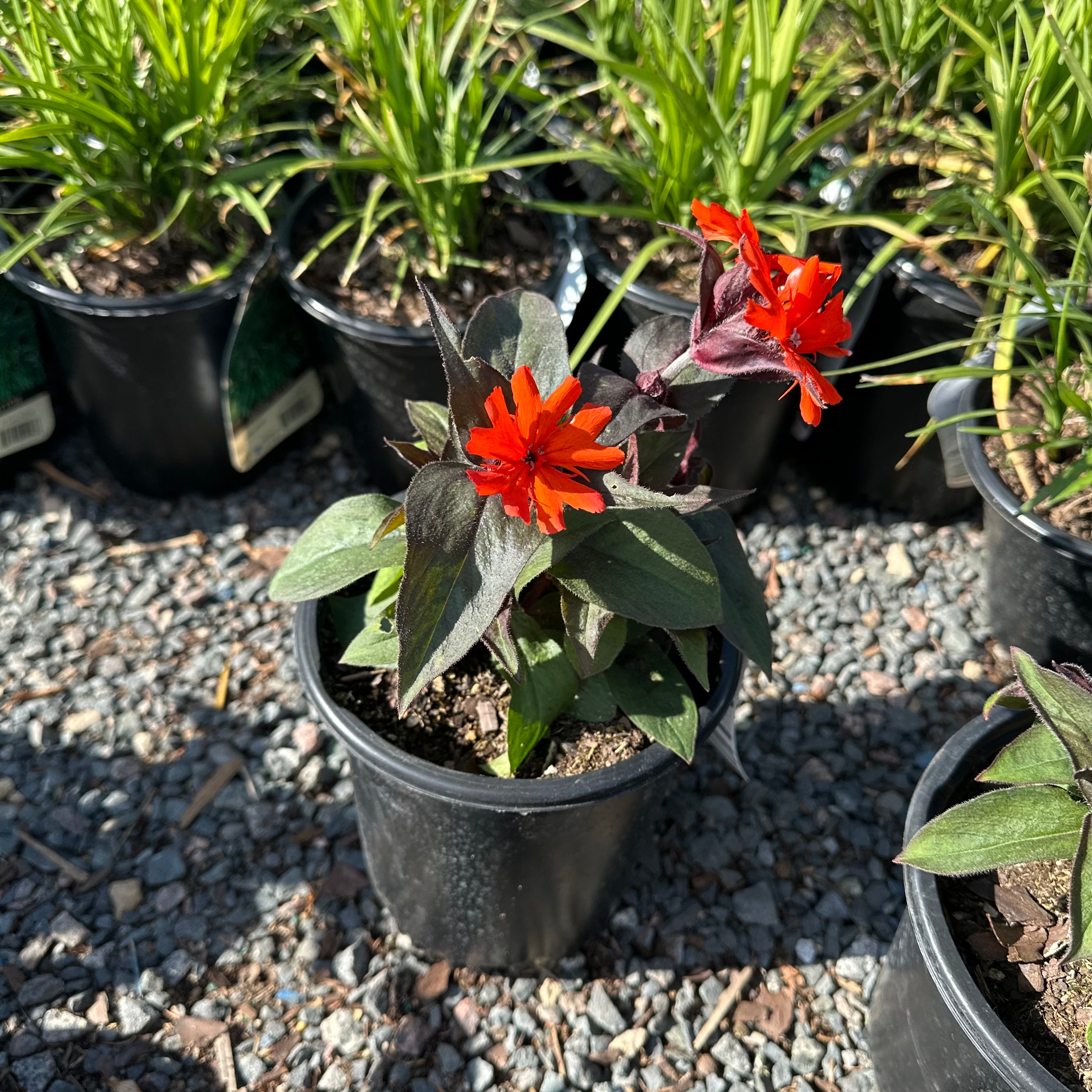 Orange Gnome Maltese Cross (Lychnis chalcedonica 'Orange Gnome') — Minneapolis, MN
