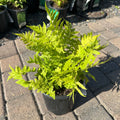 Ostrich Fern (Matteuccia struthiopteris) — Edina, MN
