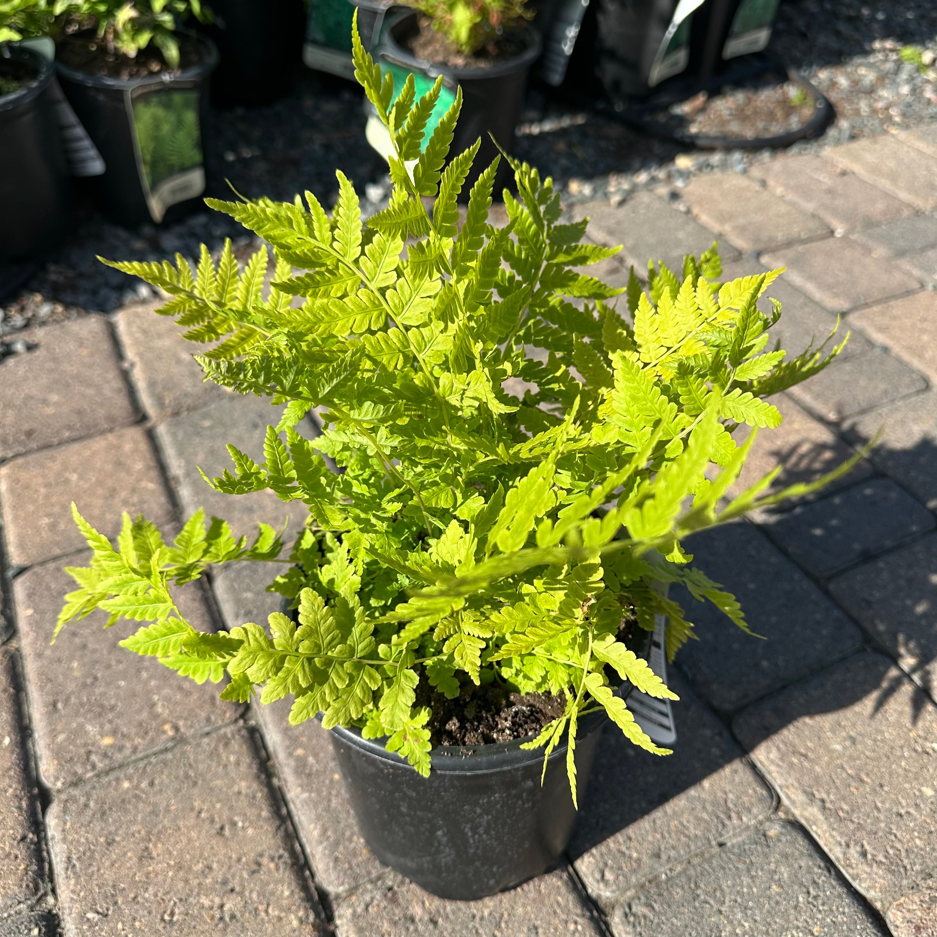 Shade Garden Starter — 5 × #1 Gallon Shade Perennials