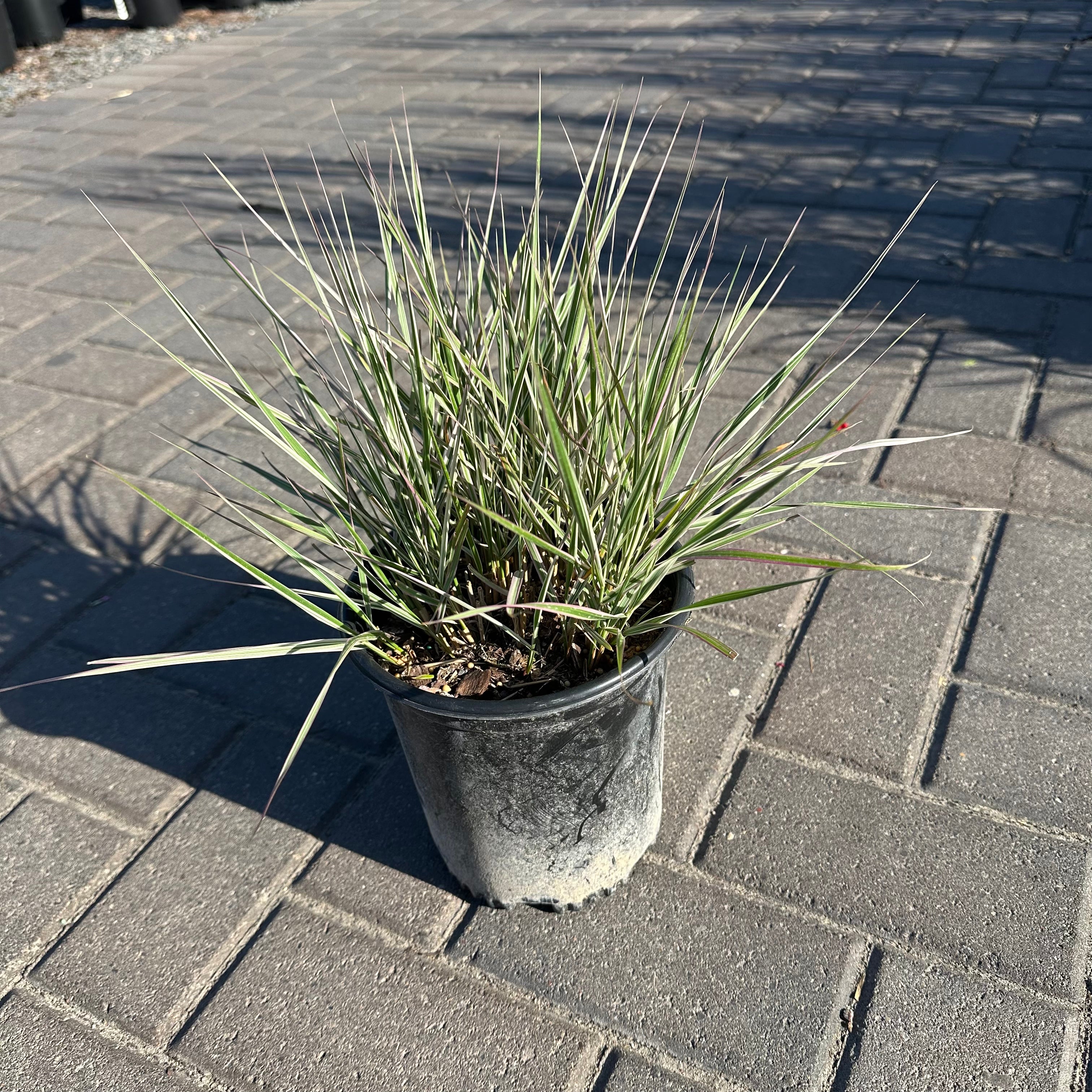 Overdam Feather Reed Grass — Minneapolis, MN