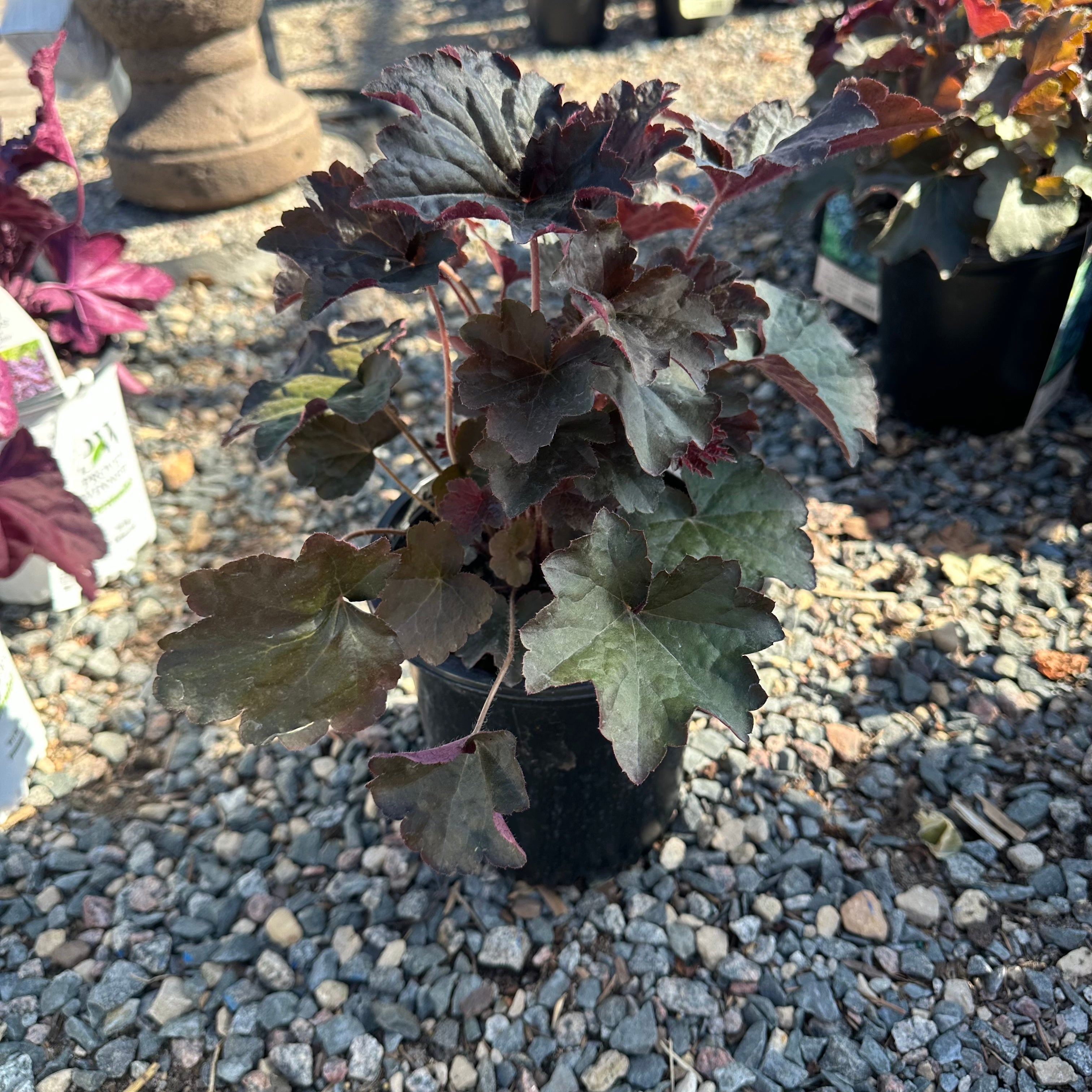 Palace Purple Coral Bells (Heuchera 'Palace Purple') — Eden Prairie, MN