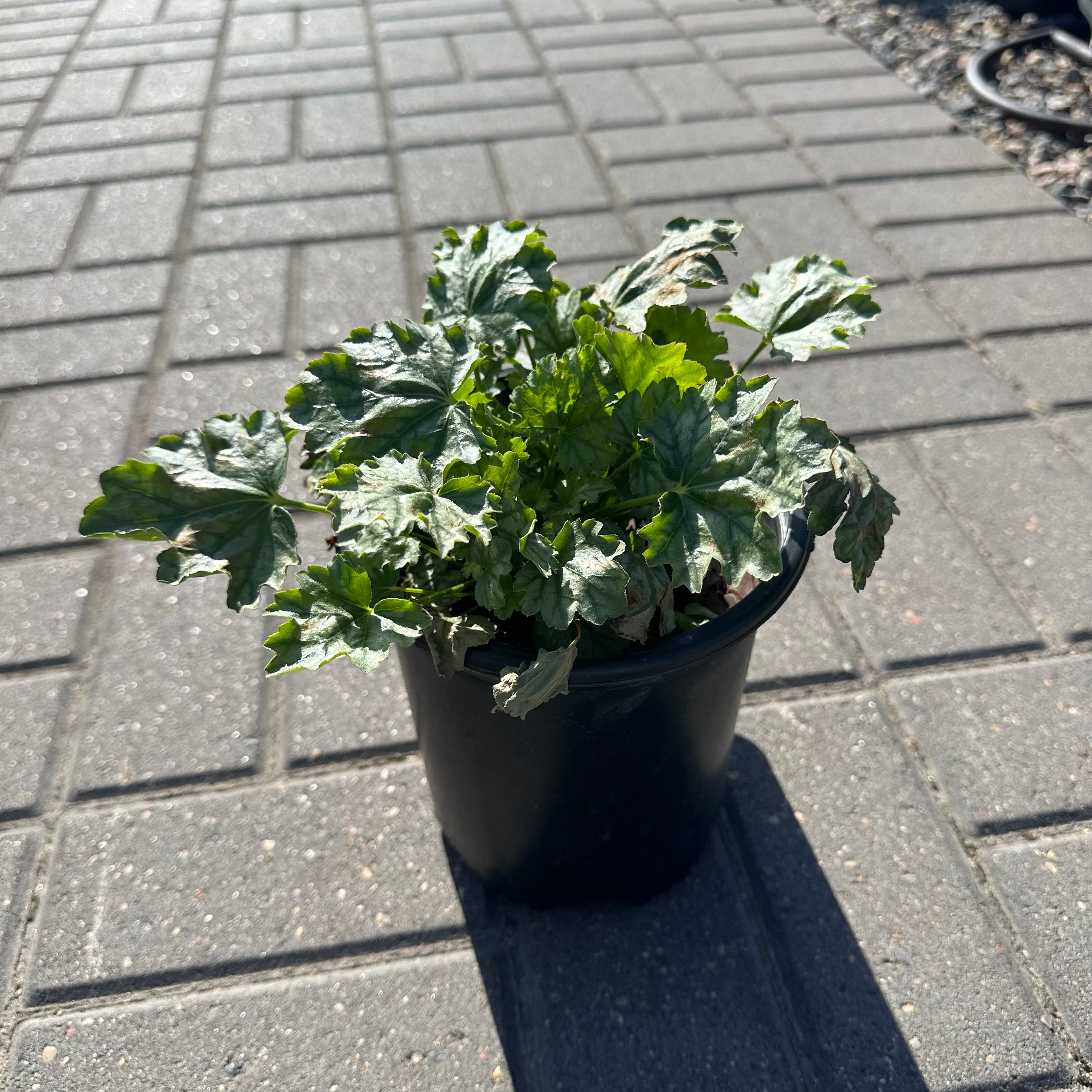 Paris Coral Bells (Heuchera 'Paris') — Wayzata, MN