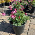 Passion Heart Bleeding Heart (Dicentra 'Passion Heart') — St. Paul, MN